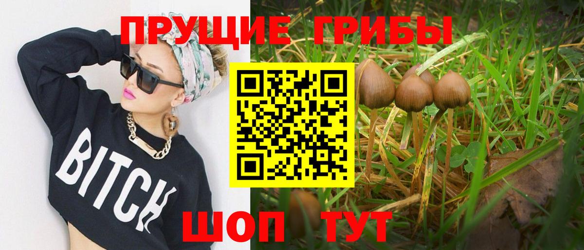 Псилоцибиновые грибы Cubensis Кызыл